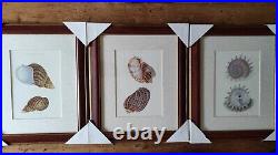 LITHOGRAPHIES DE COQUILLAGES 3pcs. 30 x H. 36cm encadré bois et verre VINTAGE NF