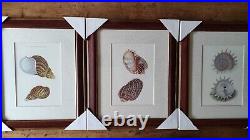 LITHOGRAPHIES DE COQUILLAGES 3pcs. 30 x H. 36cm encadré bois et verre VINTAGE NF