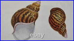 LITHOGRAPHIES DE COQUILLAGES 3pcs. 30 x H. 36cm encadré bois et verre VINTAGE NF