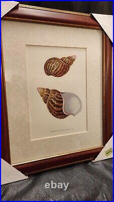 LITHOGRAPHIES DE COQUILLAGES 3pcs. 30 x H. 36cm encadré bois et verre VINTAGE NF