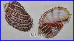 LITHOGRAPHIES DE COQUILLAGES 3pcs. 30 x H. 36cm encadré bois et verre VINTAGE NF