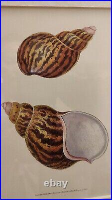 LITHOGRAPHIES DE COQUILLAGES 3pcs. 30 x H. 36cm encadré bois et verre VINTAGE NF