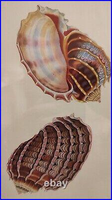 LITHOGRAPHIES DE COQUILLAGES 3pcs. 30 x H. 36cm encadré bois et verre VINTAGE NF