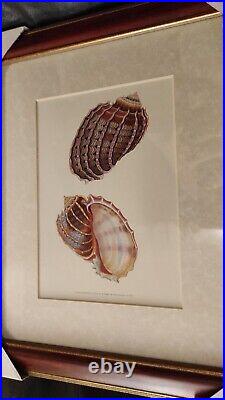 LITHOGRAPHIES DE COQUILLAGES 3pcs. 30 x H. 36cm encadré bois et verre VINTAGE NF